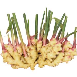 種ショウガ 香りショウガ 1kg / 生姜 しょうが 家庭菜園 自家菜園 香り生姜 小ぶり 小さい 香りが良い