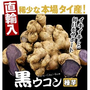 国華園 種いも 黒ウコン 500g / うこん...の詳細画像1