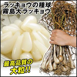 種らっきょう　球根　箱込み20キロ発送 らっきょう 種球根【ネット詰め野菜球根 充填時200g／1袋】｜ 【植物の