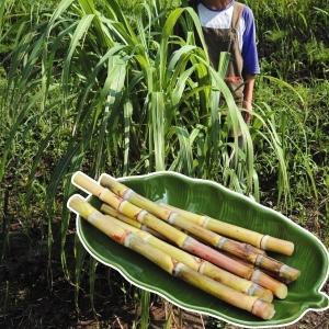 日本花キ流通 サトウキビ 苗 10.5cmポット 和三盆 竹糖 野菜苗 家庭