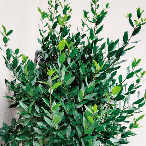 国華園 有用植物 ローリエ 月桂樹1株 / スパイス ハーブ ローリエの苗 臭み消し 香り付け 風味...