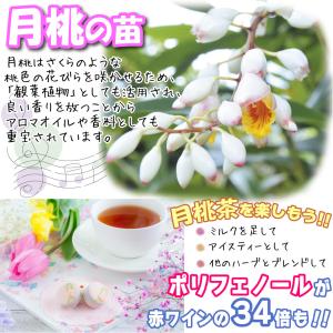国華園 有用植物苗 ゲットウ 月桃 1株 / ...の詳細画像1