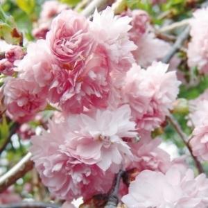 桜 苗 菊しだれ 3株 サクラ苗 花木苗 国華園
