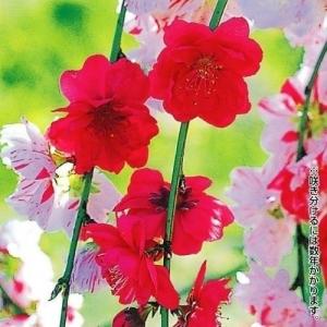 花桃 苗 咲分け源平しだれ 3株 ハナモモ苗 花木苗 国華園