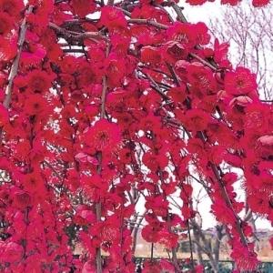 花梅 苗 苗木 紅しだれ 3株 / ハナウメ 花梅の苗木 花梅の木 庭木 植木 花木苗｜kokkaen