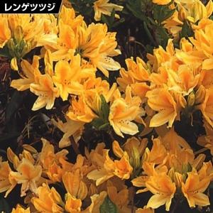 レンゲツツジ 黄 苗 苗木  2株 / 蓮華躑躅 レンゲツツジの苗木 レンゲツツジの木 庭木 植木 花木苗