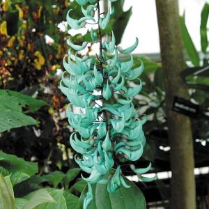 カズラのランキングtop100 人気売れ筋ランキング Yahoo ショッピング