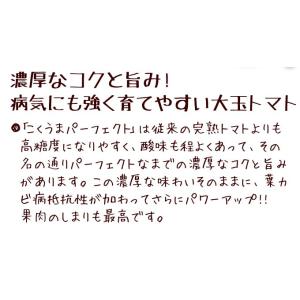 接木野菜苗 大玉トマト 接木F1こくうまパーフ...の詳細画像4