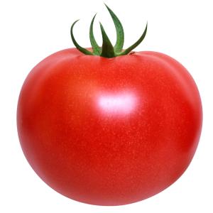 接木野菜苗 大玉トマト 接木F1こくうまパーフ...の詳細画像2
