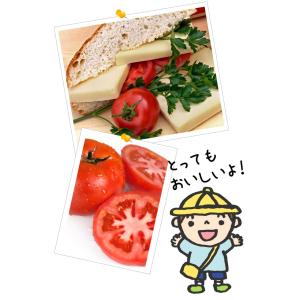 接木野菜苗 大玉トマト 接木F1こくうまパーフ...の詳細画像5