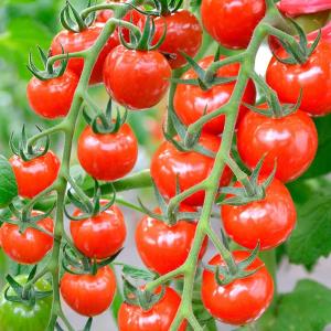 接木野菜苗 ミニトマト 接木F1CFプチぷよII 4株 やさいなえ なえ 国華園