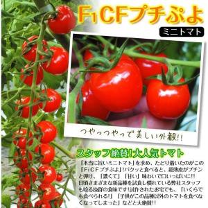 接木野菜苗 ミニトマト 接木F1CFプチぷよI...の詳細画像3