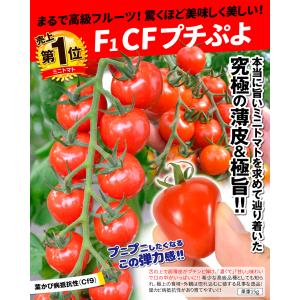 接木野菜苗 ミニトマト 接木F1CFプチぷよI...の詳細画像1