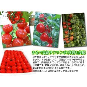 接木野菜苗 ミニトマト 接木F1CFプチぷよI...の詳細画像4