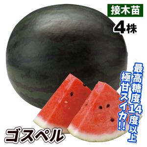 花と緑 国華園 接木 スイカ苗 接木野菜苗 Yahoo ショッピング