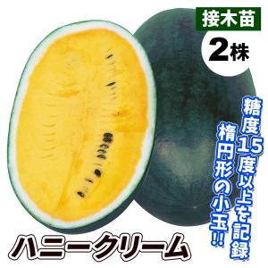 スイカ苗 販売の商品一覧 通販 Yahoo ショッピング