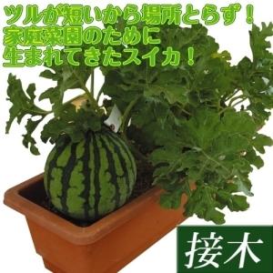 小玉スイカ 花 ガーデニング の商品一覧 通販 Yahoo ショッピング