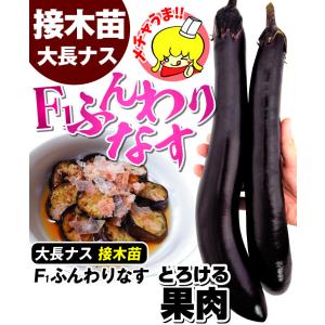 接木野菜苗 太長ナス 接木F1ふんわりなす 4...の詳細画像2