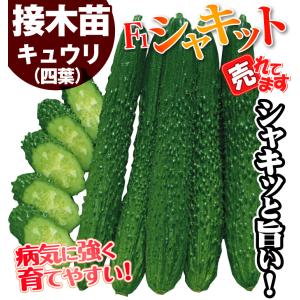 接木野菜苗 キュウリ 接木F1シャキット 4株...の詳細画像1
