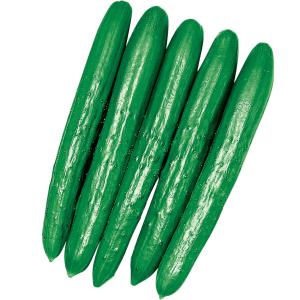 実生野菜苗 キュウリ F1夢そだち 4株  胡瓜 自根苗 やさいなえ なえ 国華園