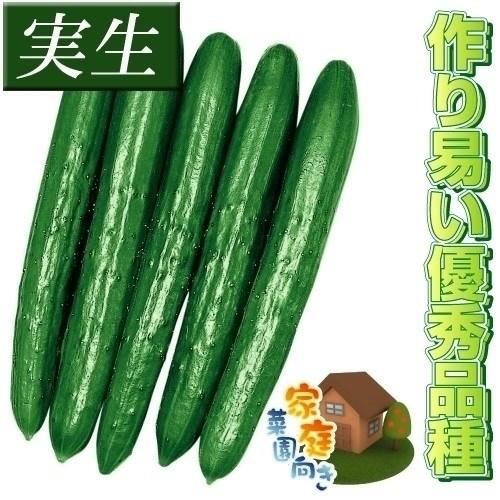 実生野菜苗 キュウリ F1夢そだち 4株 胡瓜 実生苗 9cmポット やさいなえ 国華園 こっかえん