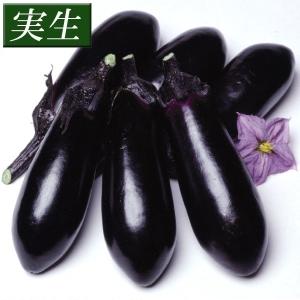 実生野菜苗 中長ナス F1千両二号 28株 茄子...の商品画像