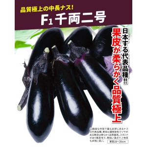 実生野菜苗 中長ナス F1千両二号 28株 茄...の詳細画像1