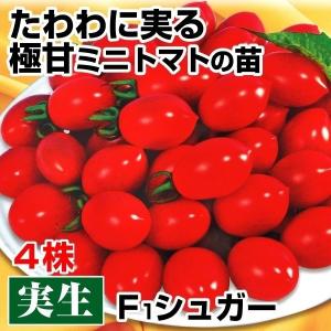 実生野菜苗 ミニトマト F1シュガー 4株 実生苗 9cmポット やさいなえ 国華園 こっかえん｜kokkaen