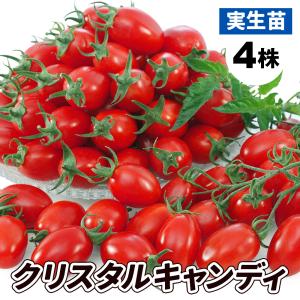 実生野菜苗 ミニトマト苗 F1クリスタルキャンディ 4株 9cmポット 自根苗 人気 国華園