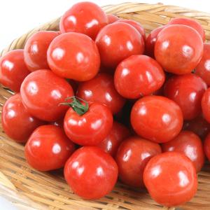 実生野菜苗 ミニトマト F1CFプチぷよII ...の詳細画像5