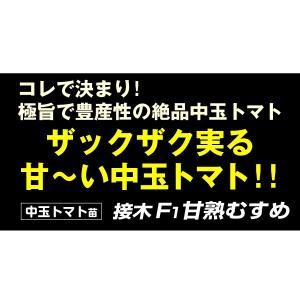 接木野菜苗 中玉トマト 接木F1甘熟むすめ 2...の詳細画像3