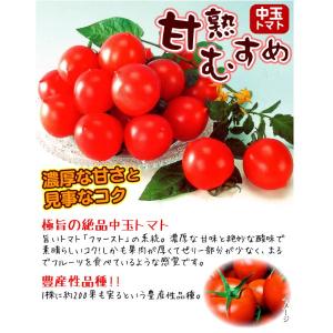接木野菜苗 中玉トマト 接木F1甘熟むすめ 2...の詳細画像4