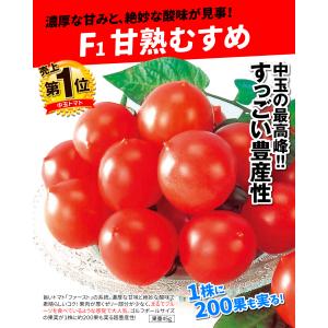 接木野菜苗 中玉トマト 接木F1甘熟むすめ 2...の詳細画像1