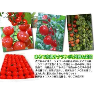 接木野菜苗 ミニトマト 接木F1CFプチぷよI...の詳細画像4