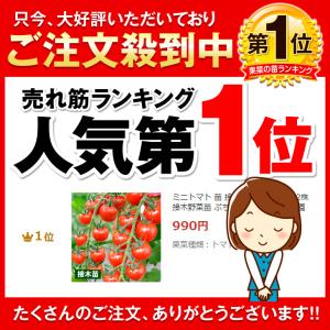 接木野菜苗 ミニトマト 接木F1CFプチぷよI...の詳細画像2