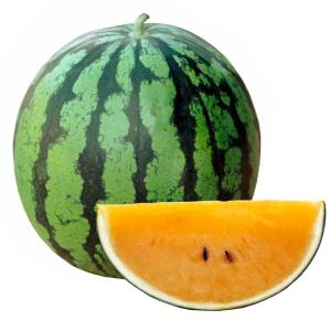 接木野菜苗 中玉スイカ 接木F1ゴールドサマー 2株 西瓜 やさいなえ なえ 国華園