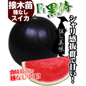接木野菜苗 種なしスイカ 中玉 接木F1黒侍 ...の詳細画像2