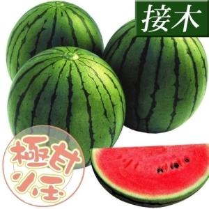 苗 スイカ 野菜 小玉スイカ 接木F1リトルハニー 2株 / 接木野菜苗 接木野菜苗 すいかの苗 小玉スイカ苗  ミニスイカ 接木