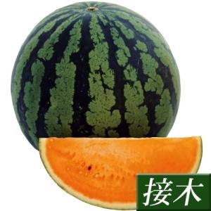 スイカ苗 接木野菜苗 大玉スイカ 接木F1スーパーオレンジ 2株 / すいか 苗 大玉スイカの苗 オレンジスイカ 西瓜 接木