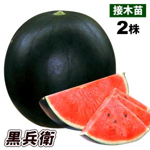 花と緑 国華園 接木 スイカ苗 接木野菜苗 Yahoo ショッピング