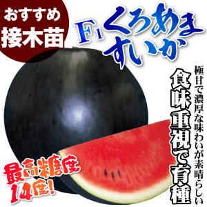 接木野菜苗 大玉スイカ 接木F1くろあますいか...の詳細画像1