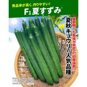 接木野菜苗 キュウリ 接木F1夏すずみR 2株...の詳細画像1