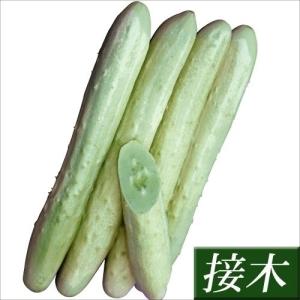 接木野菜苗 キュウリ 接木F1ホワイティー25 2株 胡瓜 接木苗 9cmポット やさいなえ 国華園 こっかえん