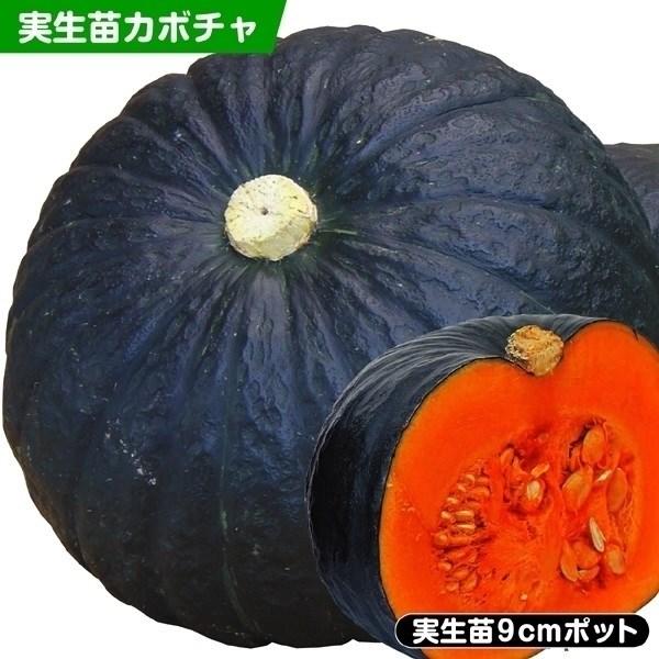 実生野菜苗 カボチャ F1極王かぼちゃ 2株 南瓜 実生苗 9cmポット やさいなえ 国華園 こっか...