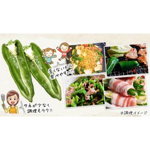 実生野菜苗 ピーマン F1スイートロング 2株...の詳細画像2