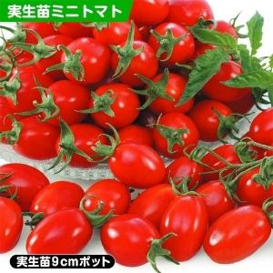 実生野菜苗 ミニトマト F1クリスタルキャンディ 2株 実生苗 9cmポット やさいなえ 国華園 こっかえん｜kokkaen