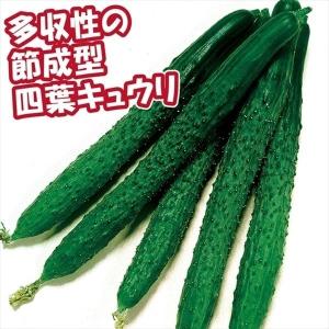 キュウリ 種 野菜たね F1よくなりスーヨー 1...の商品画像