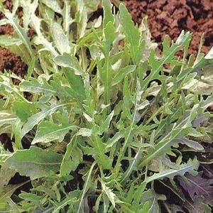 種 野菜たね ハーブ ワイルドルッコラ 1袋（2ml） やさいの種 国華園