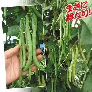 インゲン 種 野菜たね 鈴なり大王 1袋（50ml） マメ 豆 菜豆 やさいたね 国華園 こっかえん｜kokkaen