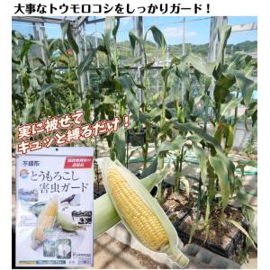 国華園 種 野菜たね トウモロコシ害虫ガード ...の詳細画像1